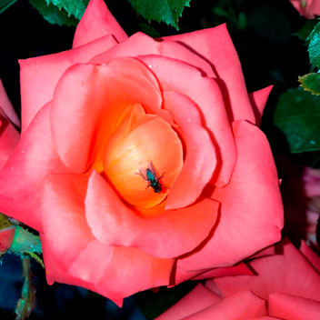 mosca- sulla- rosa