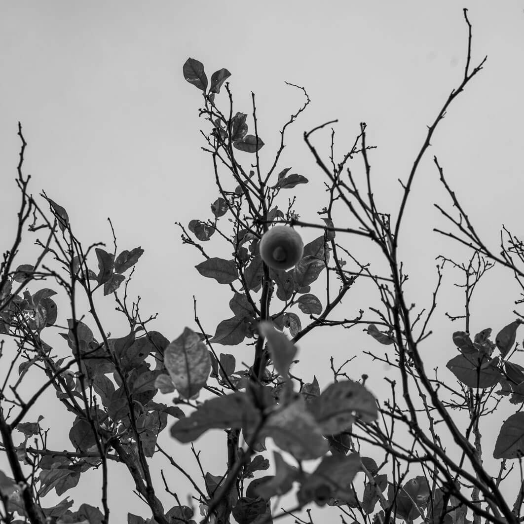 fiori- e -foglie